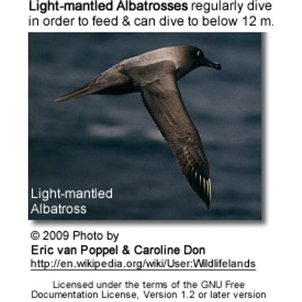 Light-mantled Albatross, Phoebetria palpebrata