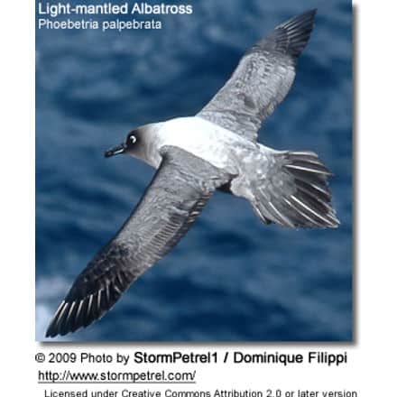 Light-mantled Albatross, Phoebetria palpebrata