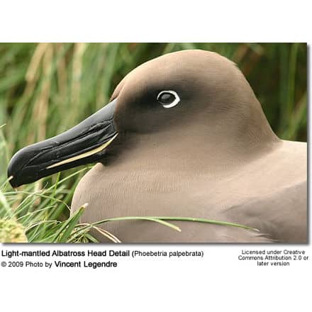 ight-mantled Albatross Head Detail (Phoebetria palpebrata)