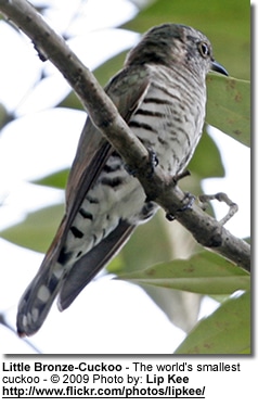 The Little Bronze-cuckoo -- the world's smallest cuckoo!