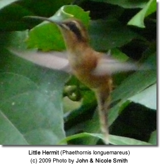 Little Hermit Hummingbird