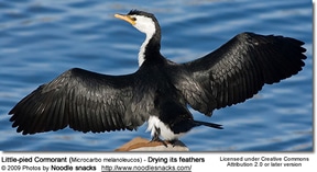 Little Pied Cormorant