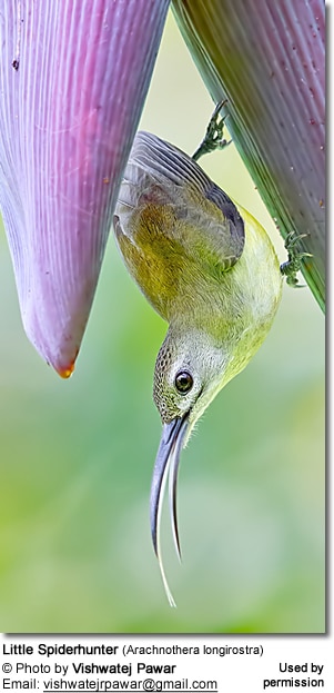 Little Spiderhunter