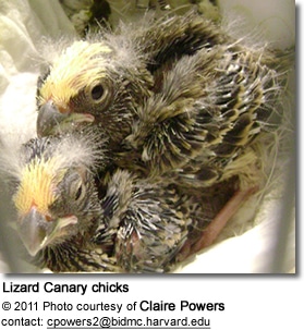 Lizard Canary Chicks
