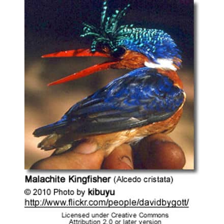 Madagascar Malachite Kingfisher