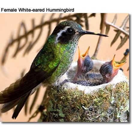 Female White-eared Hummingbird with chicks