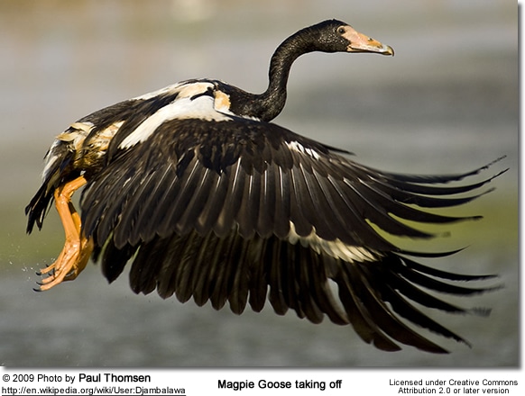 Magpie Goose taking off