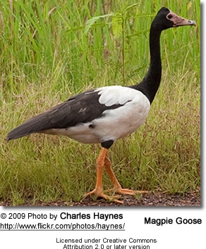 Magpie Goose, Anseranas semipalmata