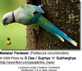 Blue-winged Parakeet