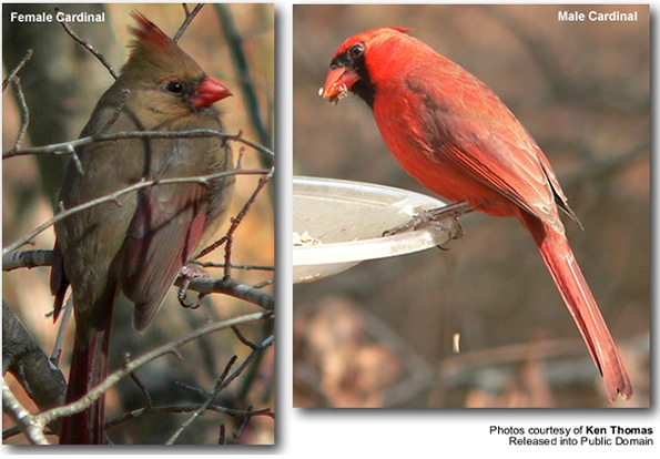 Female and Male Cardinals