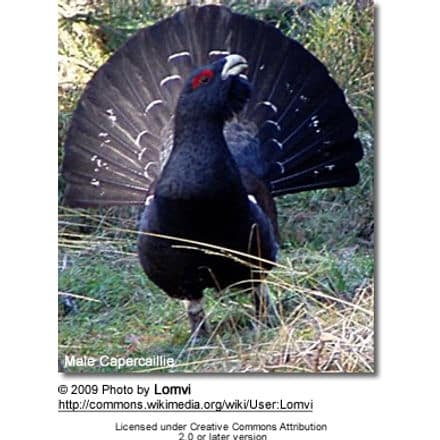 male Capercaillie