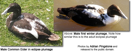 Male Common Eider