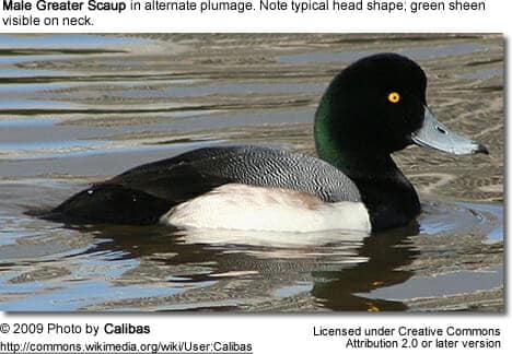 Male Greater Scaup
