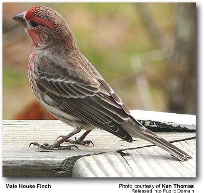 Male
House Finch