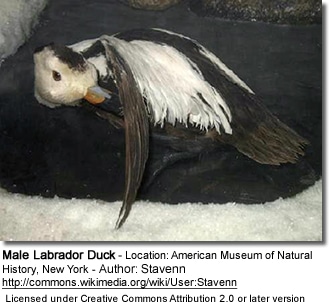 Male Labrador Duck