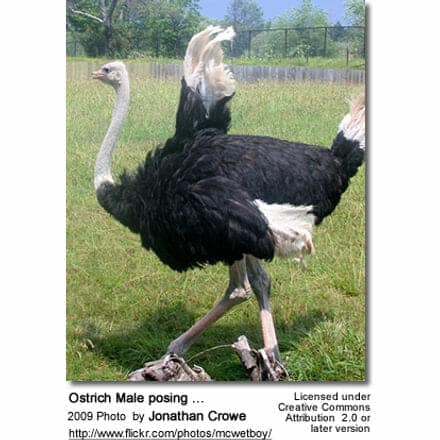 Male Ostrich posing