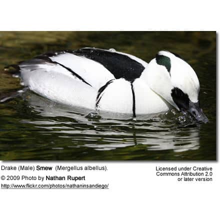 Male Smew