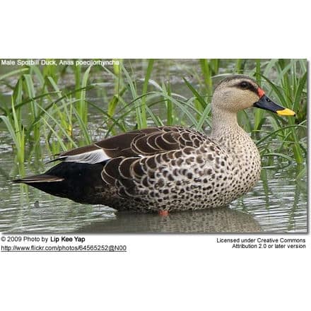 Male Spot-billed Duck