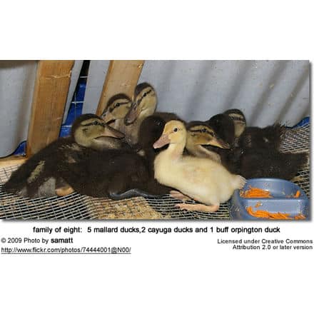 5 mallard ducks,2 cayuga ducks and 1 buff orpington duck