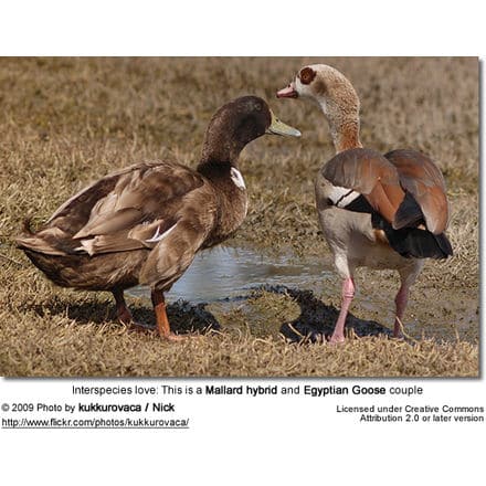 Mallard hybrid and Egyptian Goose couple