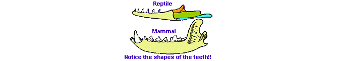 what is mammal lower jaw structure