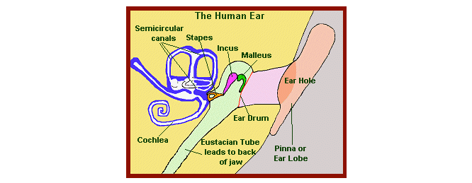 human inner ear diagram
