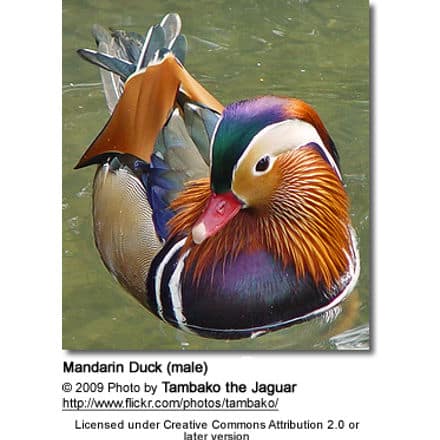 Mandarin Duck Male