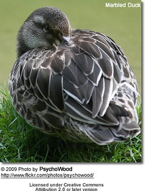 Marbled Duck