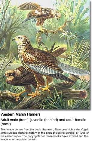 Marsh Harriers