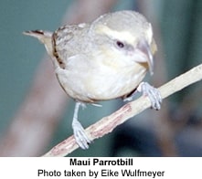 Maui Parrotbill