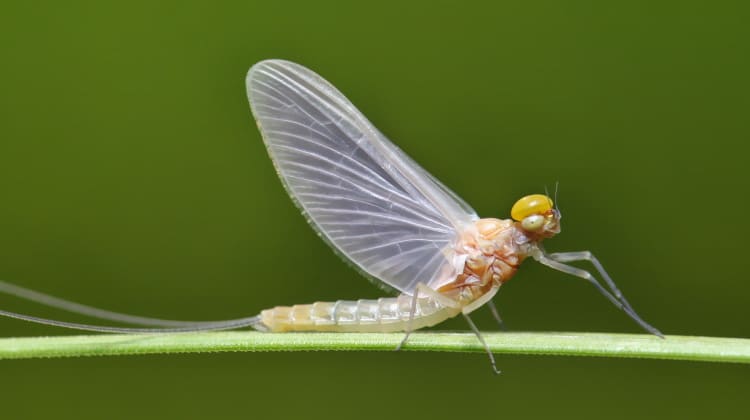 mayfly feature
