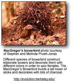 MacGregor's Bowerbirds