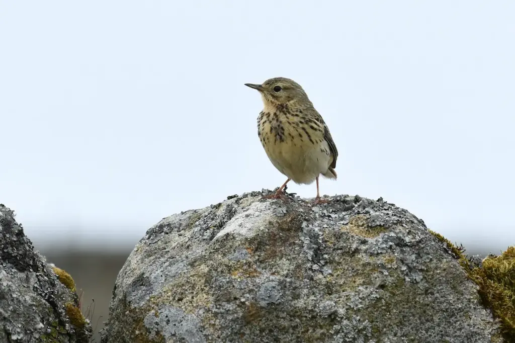The Meadow Pipit Sat On The Top Of A Stone