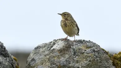 The Meadow Pipit Sat On The Top Of A Stone
