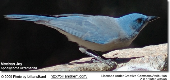 Mexican Jay