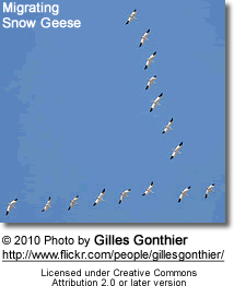 Migrating Snow Geese