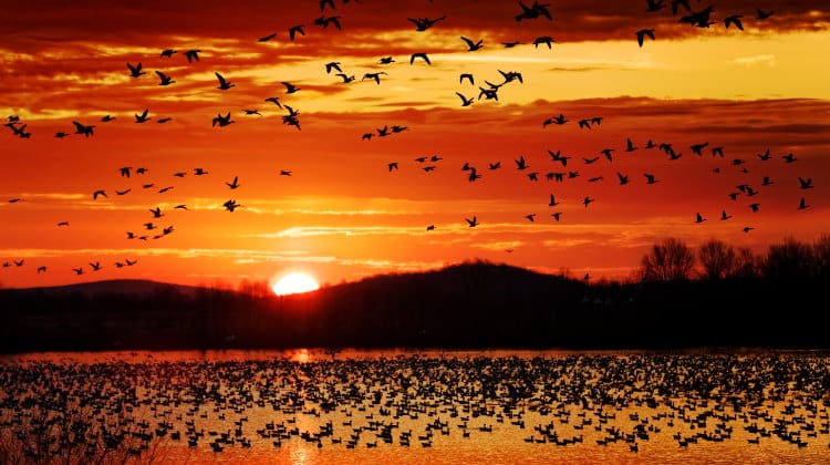 Bird Migration 101: When & How Do Birds Migrate