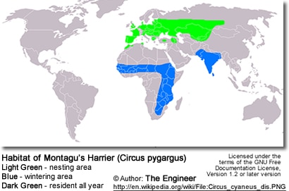 Montagu's Harriers