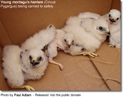 Young montagu’s harriers 