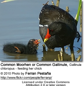 Common Moorhen or Common Gallinule, Gallinula chloropus - feeding her chick