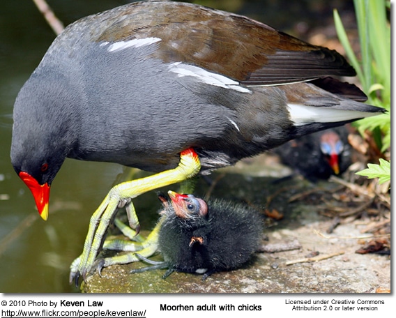 Moorhen adult with chicks
