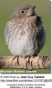 Mountain Bluebird Juvenile