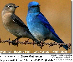 Mountain Bluebird Female and Male
