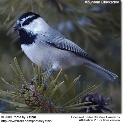 Mountain Chickadee