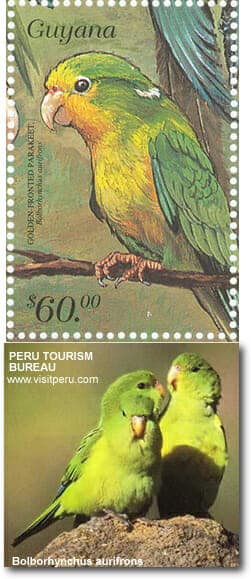 Andean Parakeets