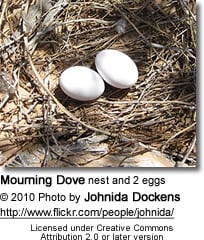 Mourning Dove nest and 2 eggs