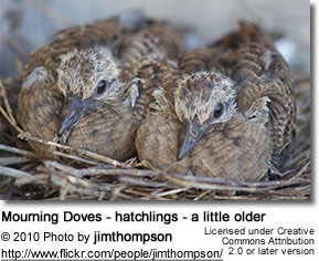 Mourning Doves - hatchlings - a little older