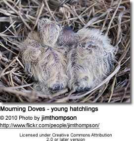 Mourning Doves - young hatchlings