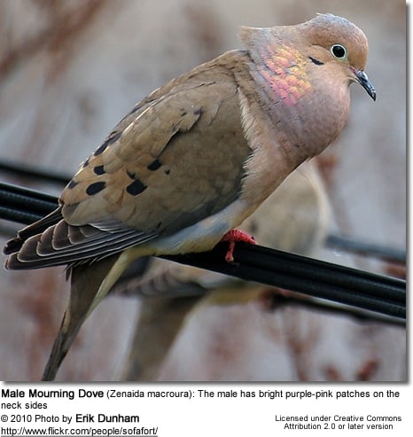 Mourning Dove (Zenaida macroura) - Male