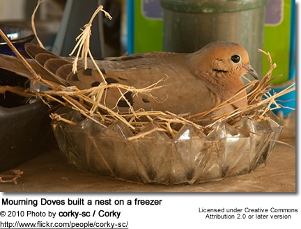 Mourning Doves built a nest on a freezer